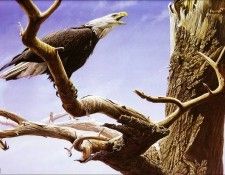 Imufy WWSA AS Bateman 03 Bald Eagle. Bateman, 