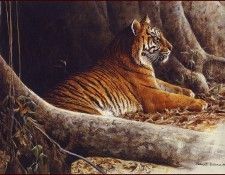 lrsBatemanRobert-SiberianTiger. Bateman, 