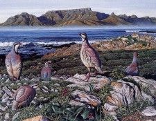 Simon Barlow - Chukar Partridges on Robben Island, 1995, De. , 