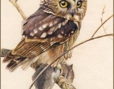lrsRBB057BatemanRobert-SawWhetOwl. Bateman, 