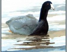 D50-AWE010-RB-Coot. Bansemer, 