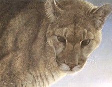 kb Bateman Robert-Starlight Cougar. Bateman, 