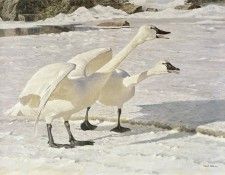 kb Bateman Courting Swans. Bateman, 