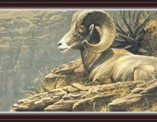 We SnF 013 BatemanR DesertBighorn. Bateman, 