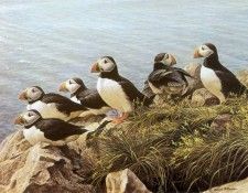 kb Bateman Atlantic Puffins. Bateman, 