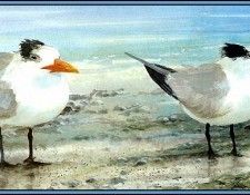 D50-AWE139-RB-Royal Tern 2(Winter). Bansemer, 
