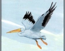 D50-AWE098-BR-White Pelican 1. Bansemer, 