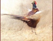 lrsRBB048BatemanRobert-RingNeckPheasantCrowing. Bateman, 