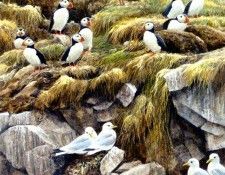 Birds 50 Puffin and Gull Colony, 2001 Robert Bateman sqs. Bateman, 