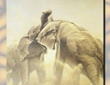 ZaneScans RB Safari SWD 015. Bateman, 
