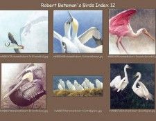 lrsrBatemanBirdsIdx12. Bateman, 