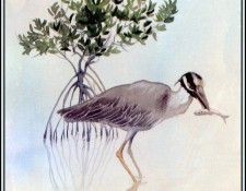 D50-AWE056-BR-Yellow Crowned Night Heron 1. Bansemer, 