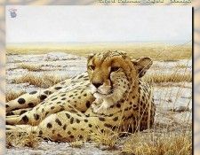 ZaneScans RB Safari SWD 008. Bateman, 