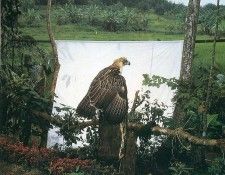 art 258. , 