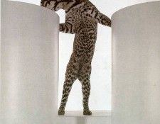 art 285. , 