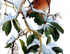 Birds 05 Varied Thrush on Arbutus Robert Bateman sqs. Bateman, 