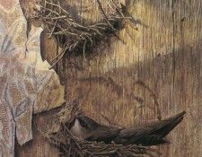 kb Bateman Chimney Swift in Nest. Bateman, 
