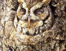 Birds 42 Screech Owl in Apple Tree, 2001 Robert Bateman sqs. Bateman, 