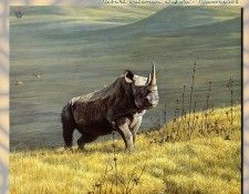 ZaneScans RB Safari SWD 011. Bateman, 