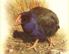 PO ppa 52 Takahe. Brenders, 