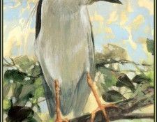 D50-AWE060-RB-Black Crowned Night Heron 2. Bansemer, 