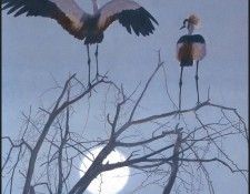 lrsRBB105BatemanRobert-CrownedCrane. Bateman, 