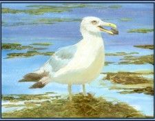 D50-AWE036-RB-Herring Gull 1. Bansemer, 
