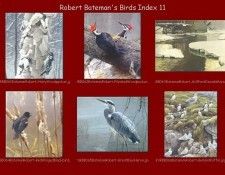 lrsrBatemanBirdsIdx11. Bateman, 