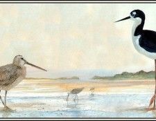 D50-AWE106-RB-Dowitcher&Black Necked Stilt. Bansemer, 