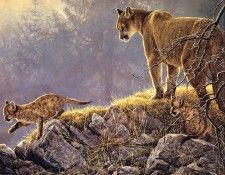 Bateman, Robert - Excursion - Cougar and Kits (end. Bateman, 