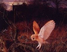 lrs Booth Raymond Barn Owl Landing2. , 