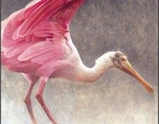 lrsRBB069BatemanRobert-RoseateSpoonbill. Bateman, 