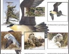 lrsrBatemanBirdsIdx04. Bateman, 