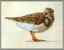 D50-AWE117-BR-Ruddy Turnstone 2. Bansemer, 
