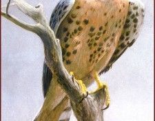 lrsRBB055BatemanRobert-Kestrel. Bateman, 