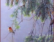 lrsRBB007BatemanRobert-RufousHummingbird. Bateman, 