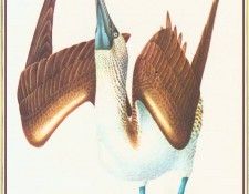 BarrettPeter Blue-footedBooby-We. , 
