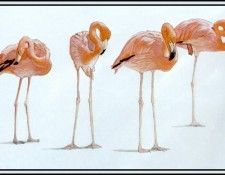 D50-AWE032-BR-Flamingo 2. Bansemer, 