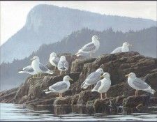 lrsRBB014BatemanRobert-GlaucousWingedThayersandMewGulls. Bateman, 
