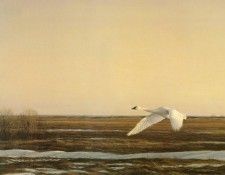 kb Bateman Whistling Swan Lake Eric. Bateman, 