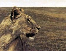 kb Bateman Lioness and Wildebeast. Bateman, 