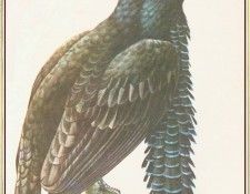 BarrettPeter UmbrellaBird-We. , 
