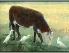 D50-AWE026-RB-Cattle Egret 2. Bansemer, 