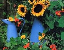 Lynne Brotchie - Summer Still Life with Sunflowers, De. Brotchie 