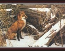 We SnF 006 BatemanR WilyandWary--RedFox. Bateman, 