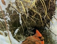 kb Bateman Winter Cardinal. Bateman, 