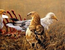 Birds 70 Carrion Crew, 2001 Robert Bateman sqs. Bateman, 