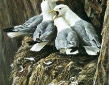 kb Bateman Kittiwake Greeting. Bateman, 