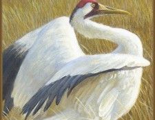 lrsRBB034BatemanRobert-WhoopingCrane. Bateman, 