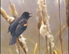 lrsRBB064BatemanRobert-RedWingedBlackbird. Bateman, 